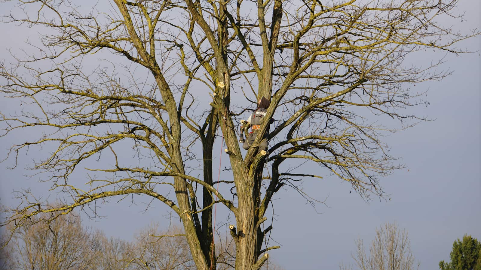 Tree removal project