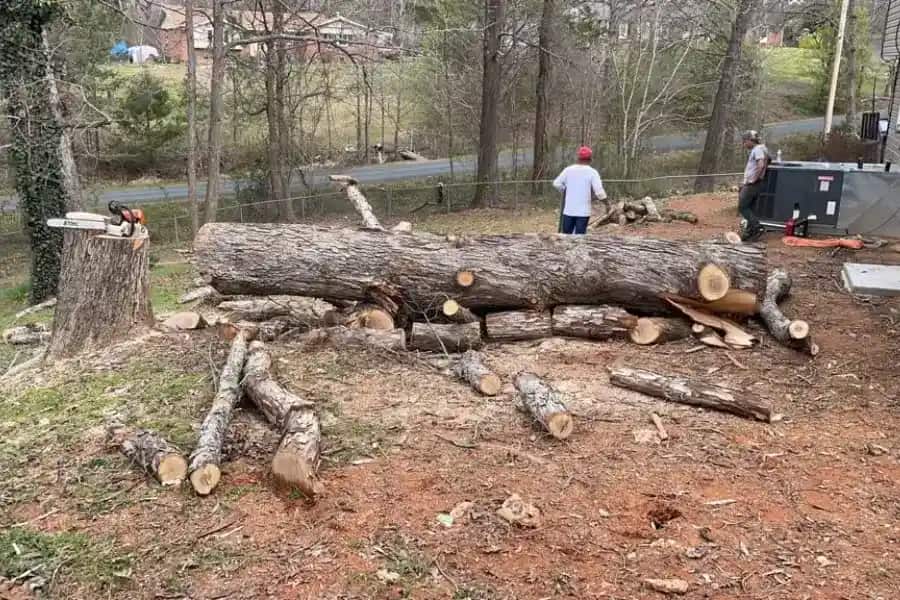 Completed tree service project
