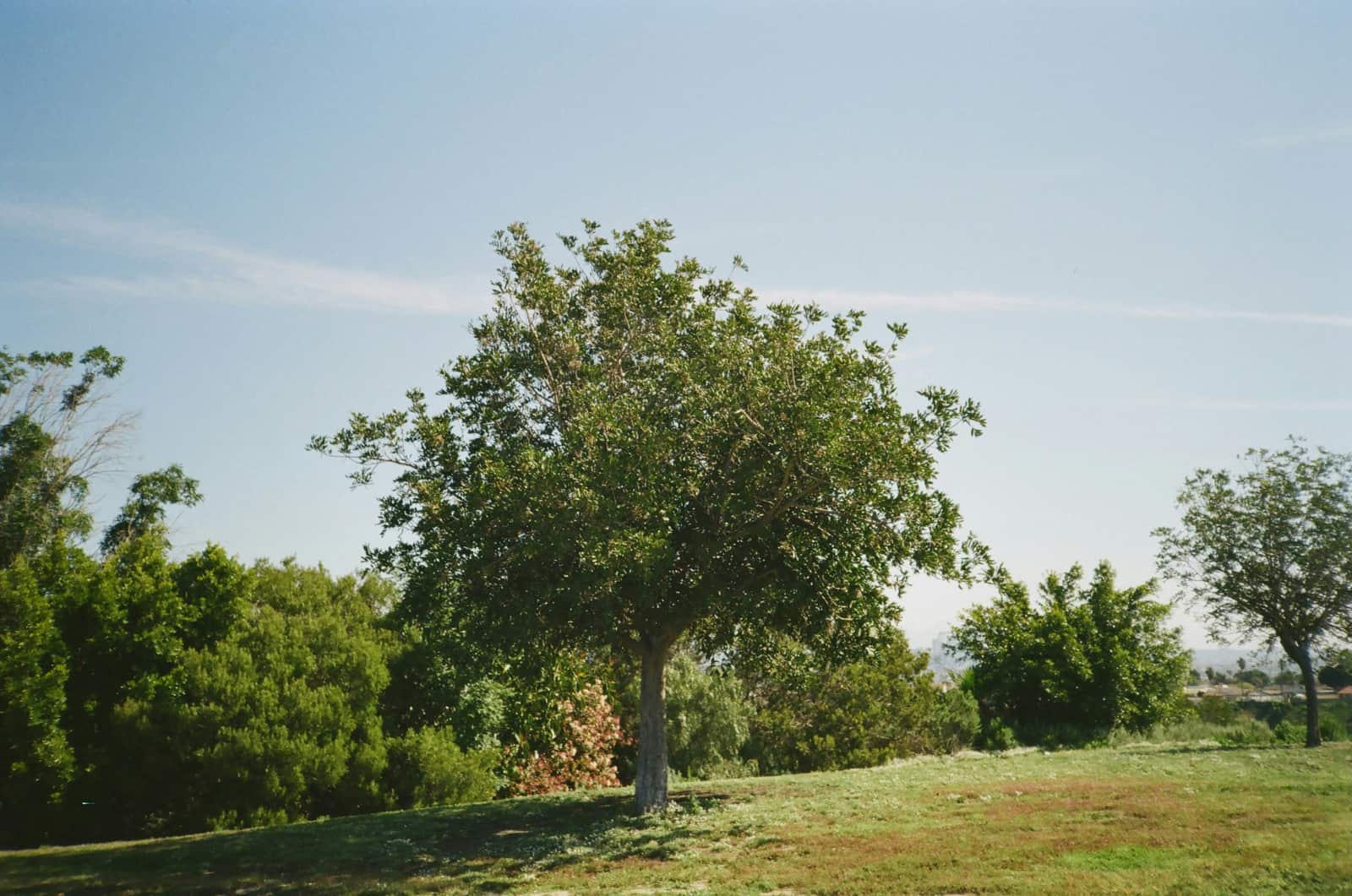 Tree trimming work