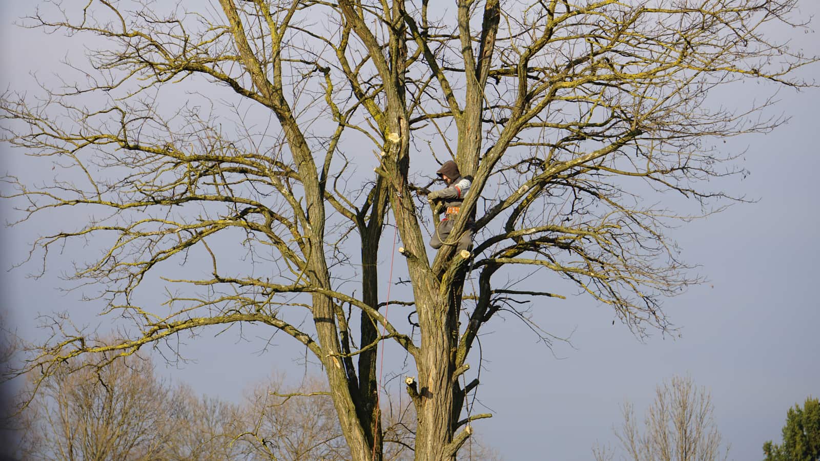 Tree care service
