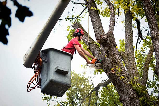 Tree cutting service