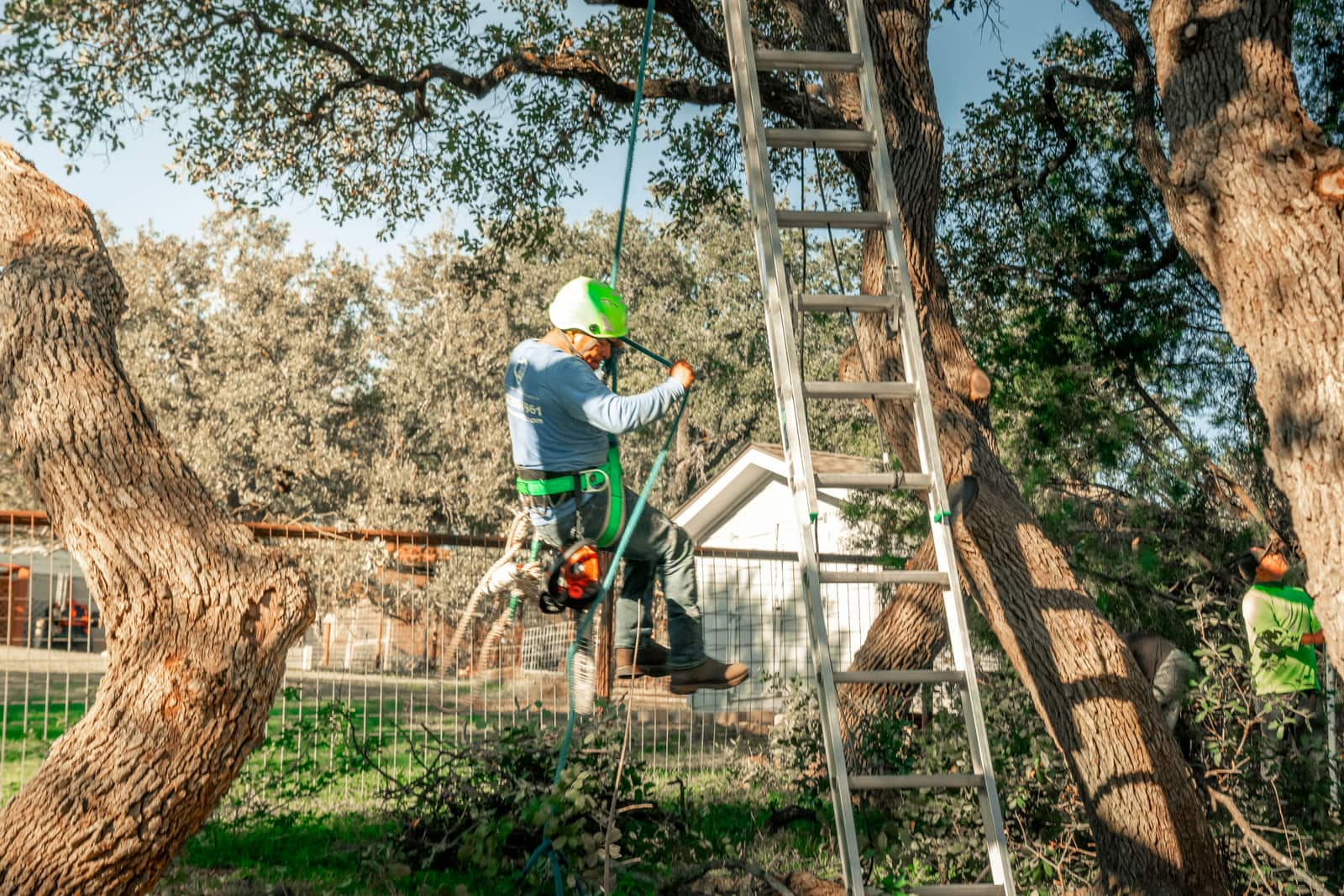 Tree trimming service